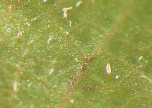 Insect-Mite-Identification-Service
