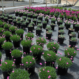 nursery ornamentals
